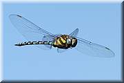 Les libellules sont des sujets de choix pour le photographe. Voici une grande aeschne en vol.
