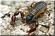 Pseudo scorpion. Ils mesurent de un à quatre millimètres et vivent sur et sous les écorces d'arbre celui ci devait faire environ deux millimètres au total.