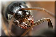 Tête et machoire de fourmi au rapport de grossissement 10x. Champ cadré 2,2 mm.