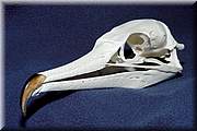 collection de crânes : Le cormoran.