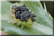 Trouvé cet après midi sur un chardon, Une petite larve( 8 mm environ) transportant sur son dos une ancienne exuvie et ??