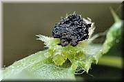 Petit portrait de la demoiselle qui a donc l'air de se nommer larve de coléoptère chrysomelidae cassida d'après les experts de insecte.org ;-)