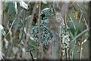 Au printemps, de joli petits homes de mousse et lichens apparaissent au milieu des ronciers du bord de l'eau ... 
